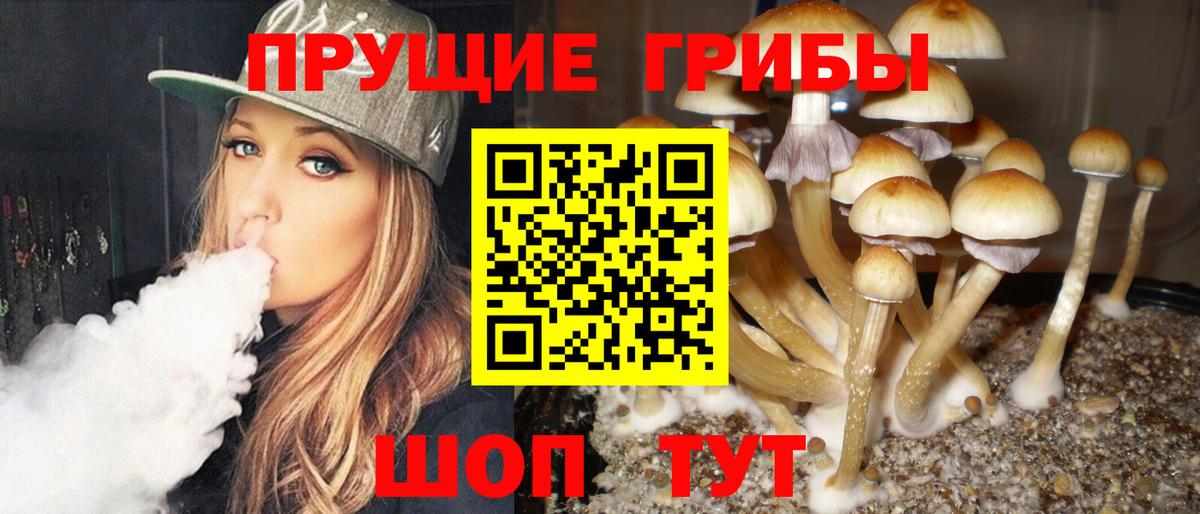 Галлюциногенные грибы мицелий  Галлюциногенные грибы прущие грибы  Урус-Мартан  Вход с VPN 